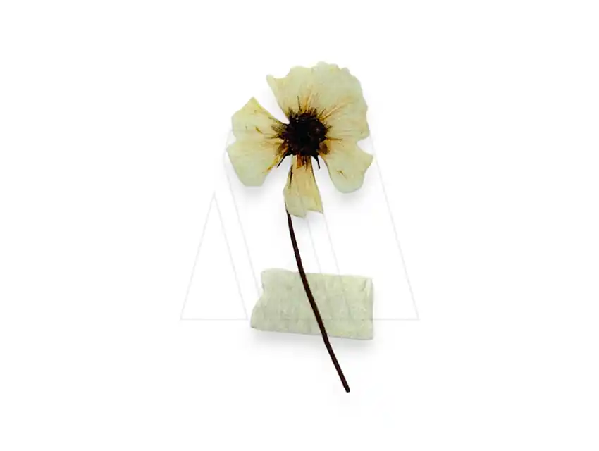 ESTAMPA DTF TERMOAD FLOR SECA 3CM X 6,5CM X 4UN