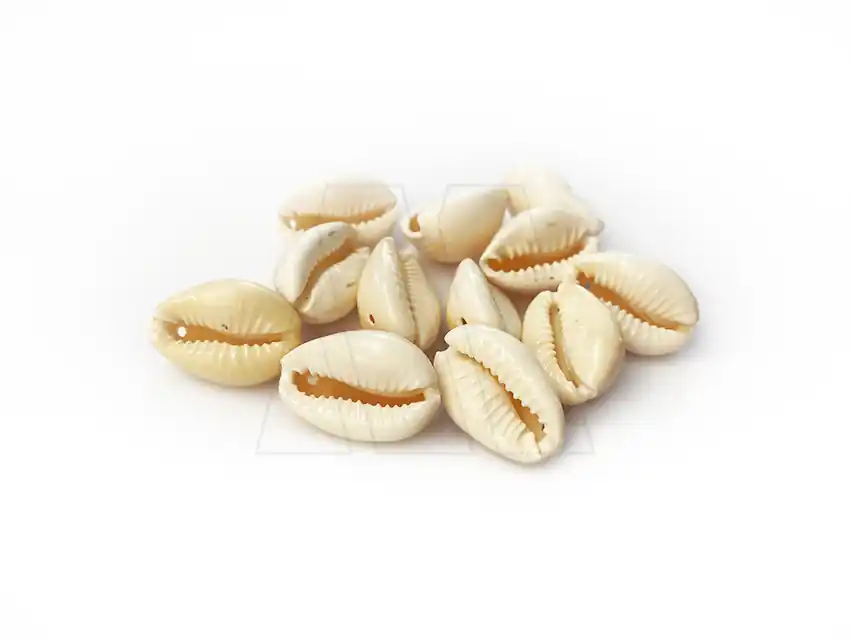 CARACOLES BUZIOS 70UN APROX X 125GRS